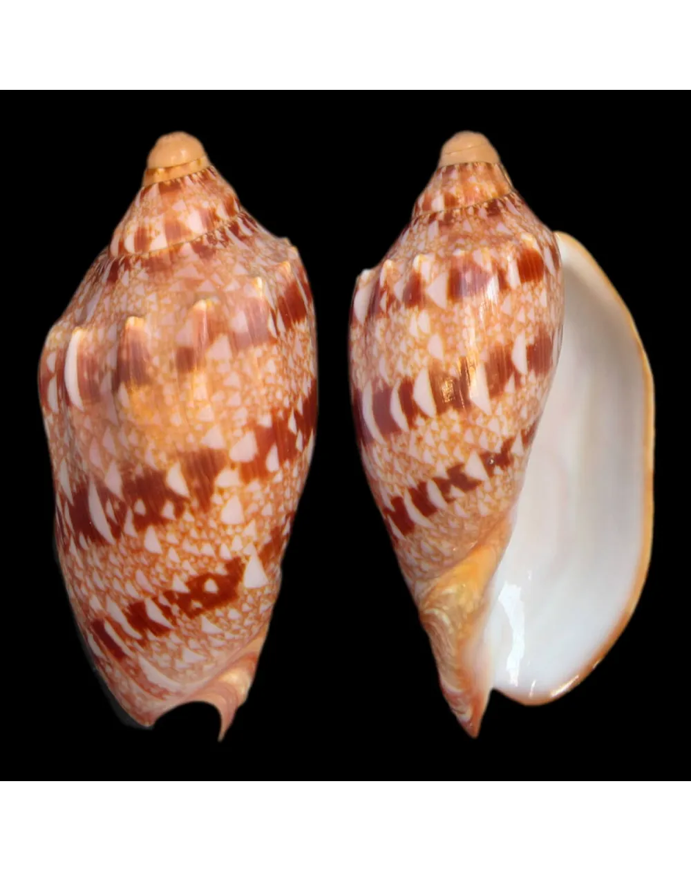 Cymbiola Innexa F. Marispuma