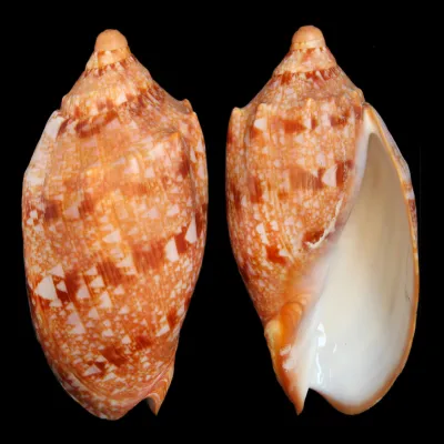 Cymbiola Innexa F. Marispuma