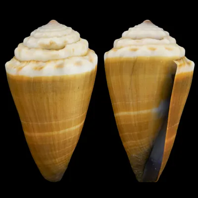 Conus Lividus