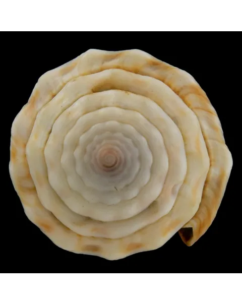 Conus Lividus