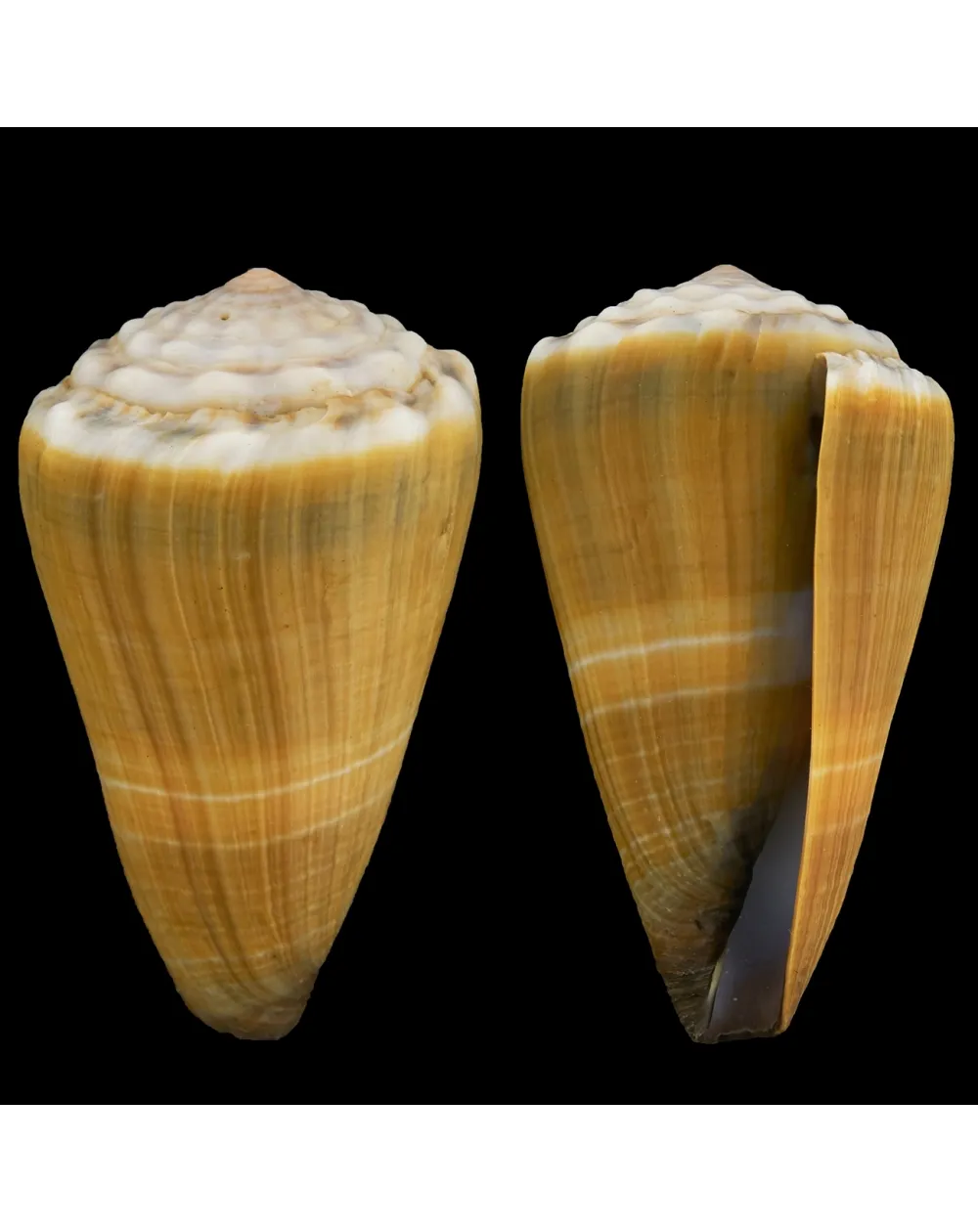 Conus Lividus