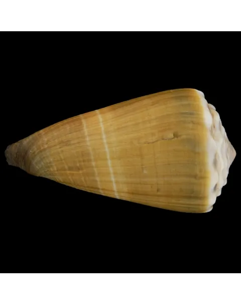 Conus Lividus