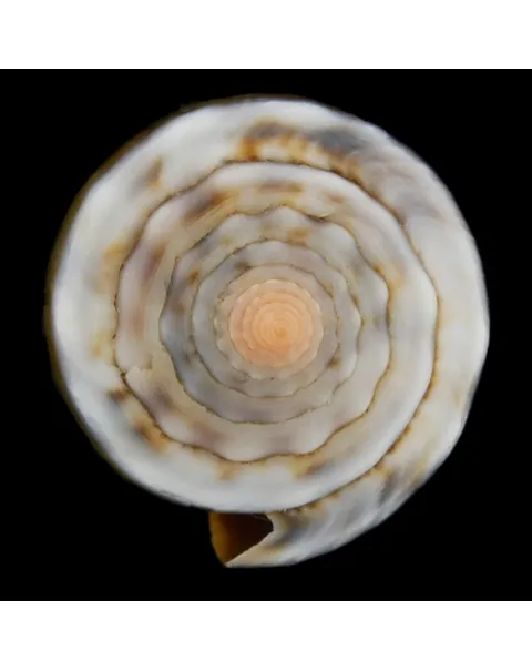Conus Lividus