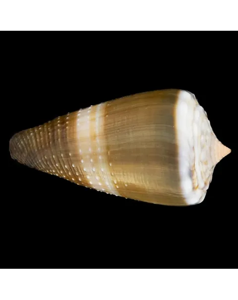 Conus Lividus
