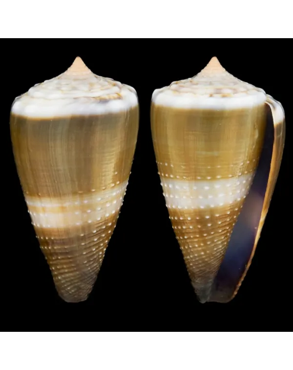 Conus Lividus