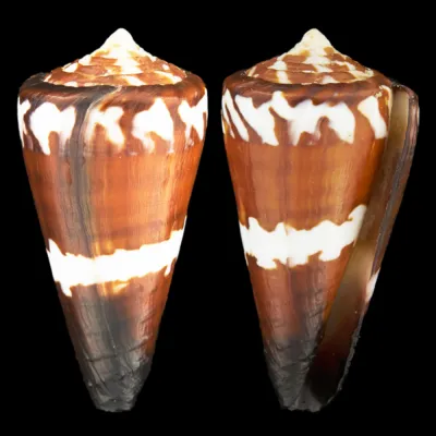 Conus Litoglyphus