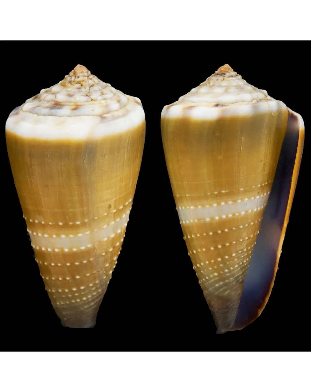 Conus Lividus