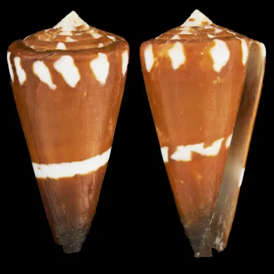 Conus Litoglyphus