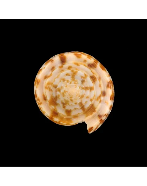 Conus Lynceus