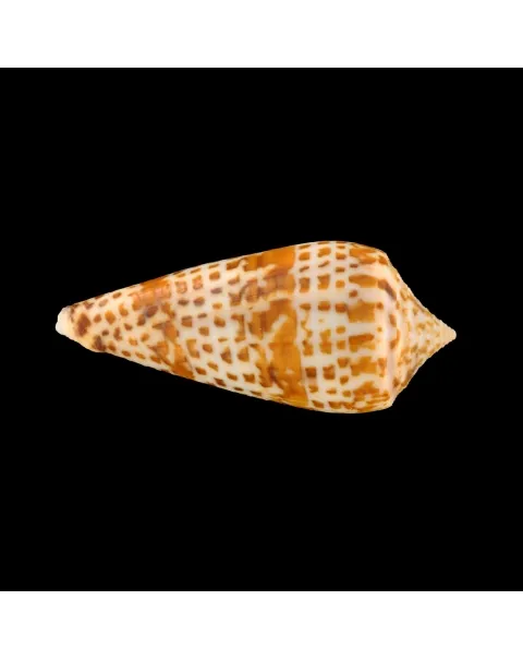 Conus Lynceus