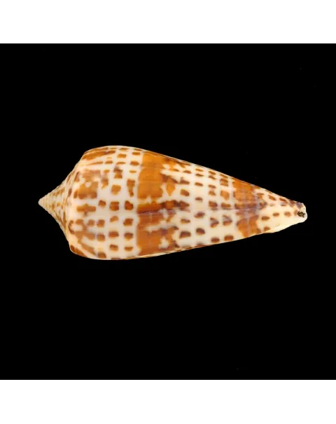 Conus Lynceus