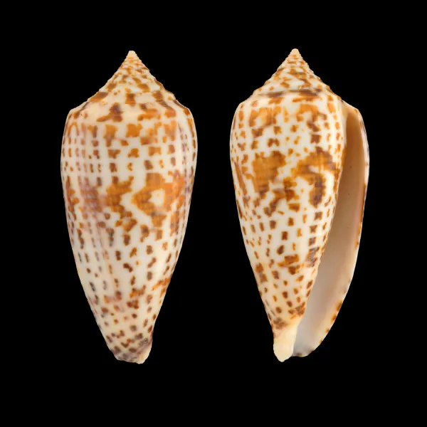 Conus Lynceus