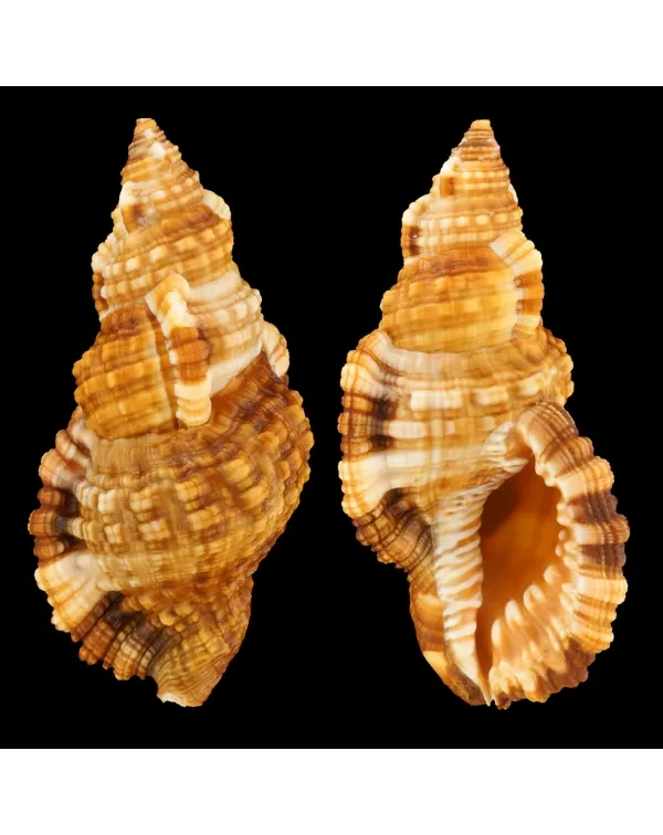 Monoplex Aquatilis