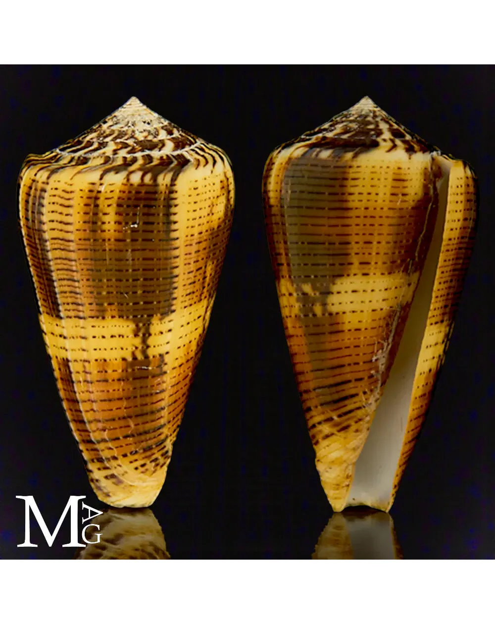 Conus Magus forma Circae