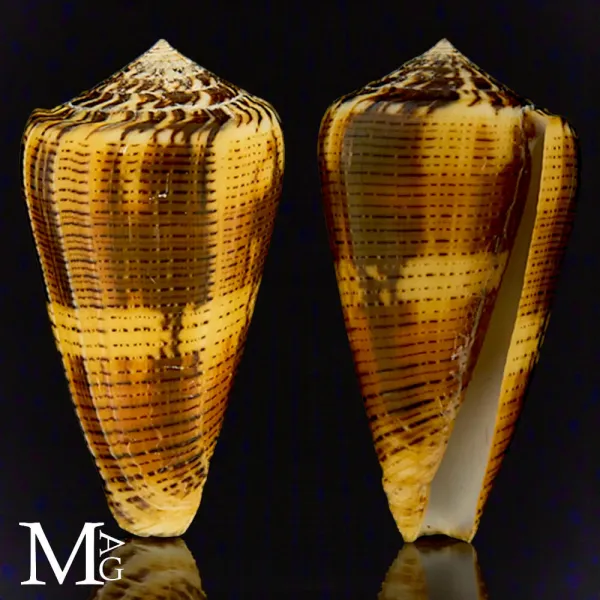 Conus Magus forma Circae