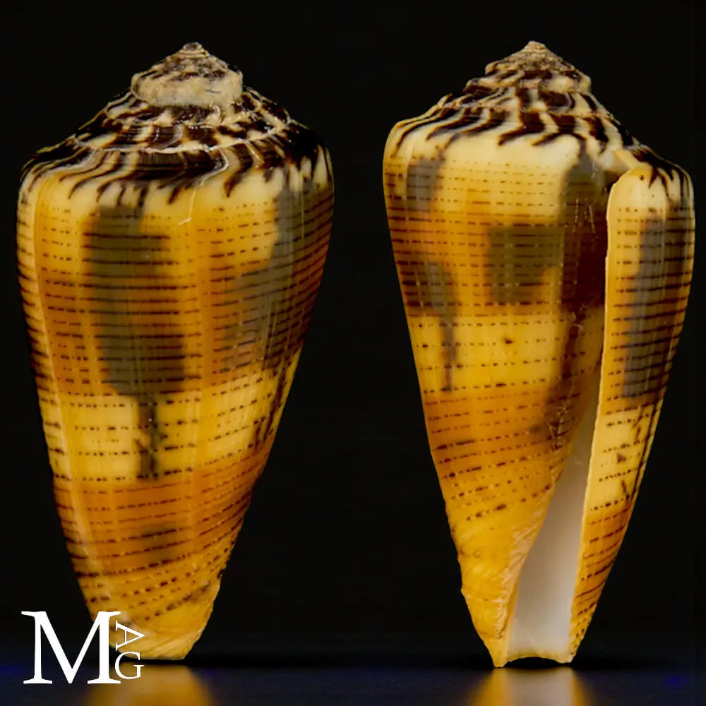 Conus Magus forma Circae – Nuova Caledonia
