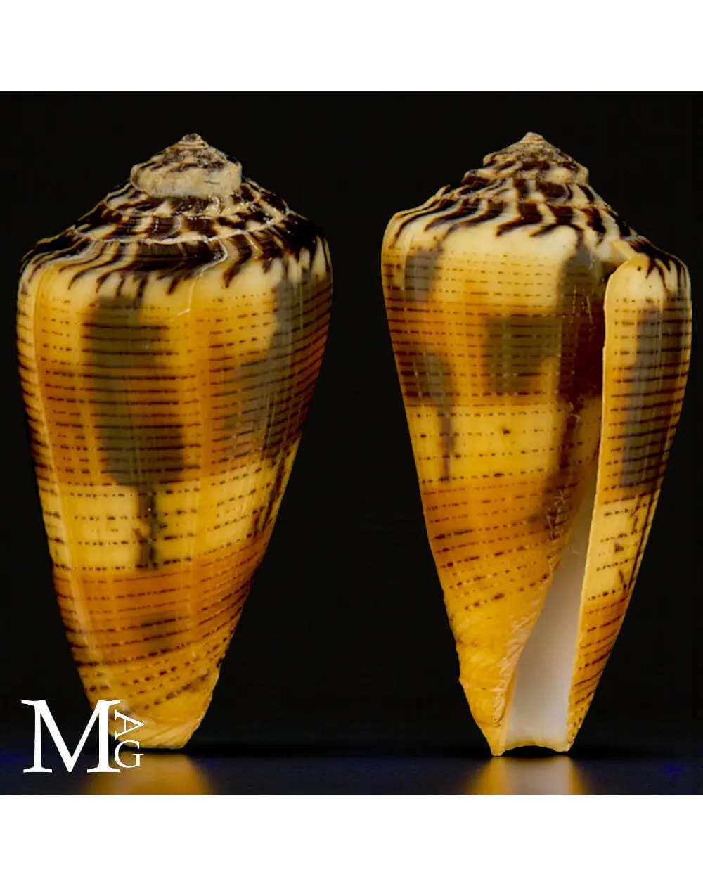 Conus Magus forma Circae – Nuova Caledonia