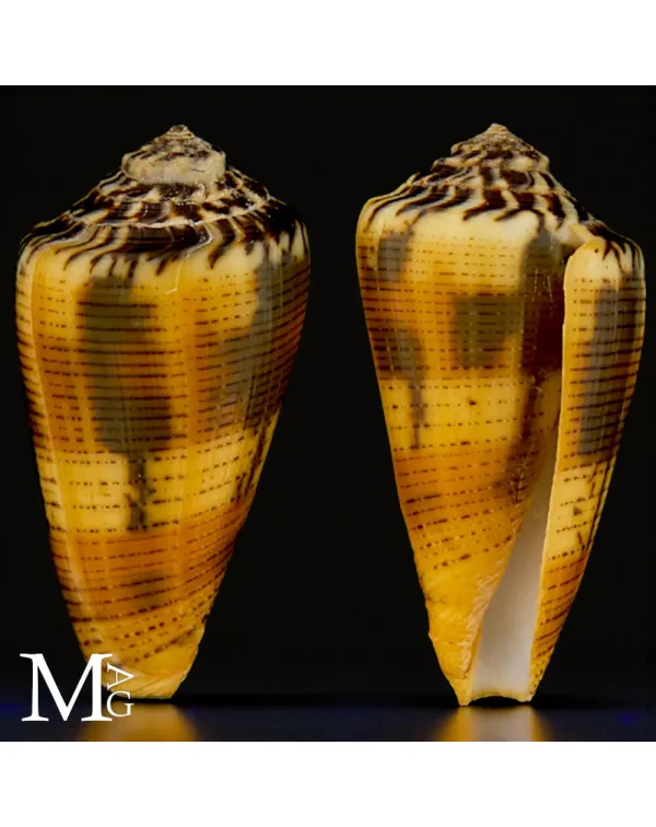 Conus Magus forma Circae – Nuova Caledonia