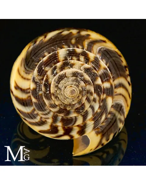 Conus Magus forma Circae – Nuova Caledonia