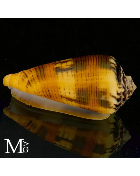 Conus Magus forma Circae – Nuova Caledonia