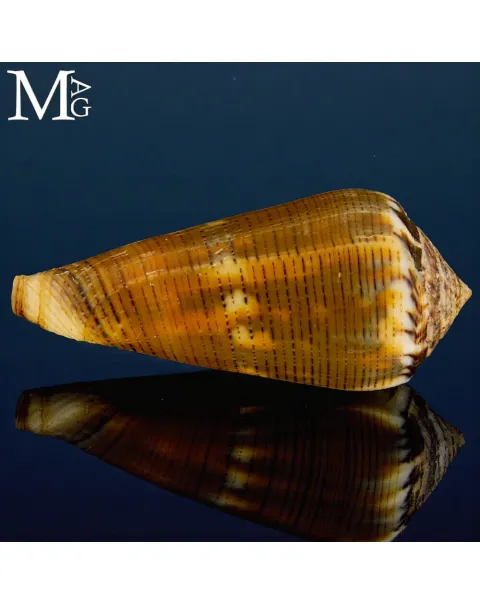 Conus (Pionoconus) Magus f. Circae