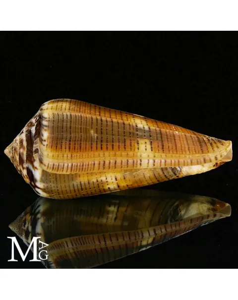 Conus (Pionoconus) Magus f. Circae