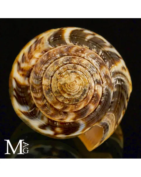 Conus (Pionoconus) Magus f. Circae