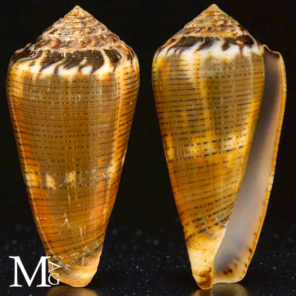 Conus (Pionoconus) Magus f. Circae