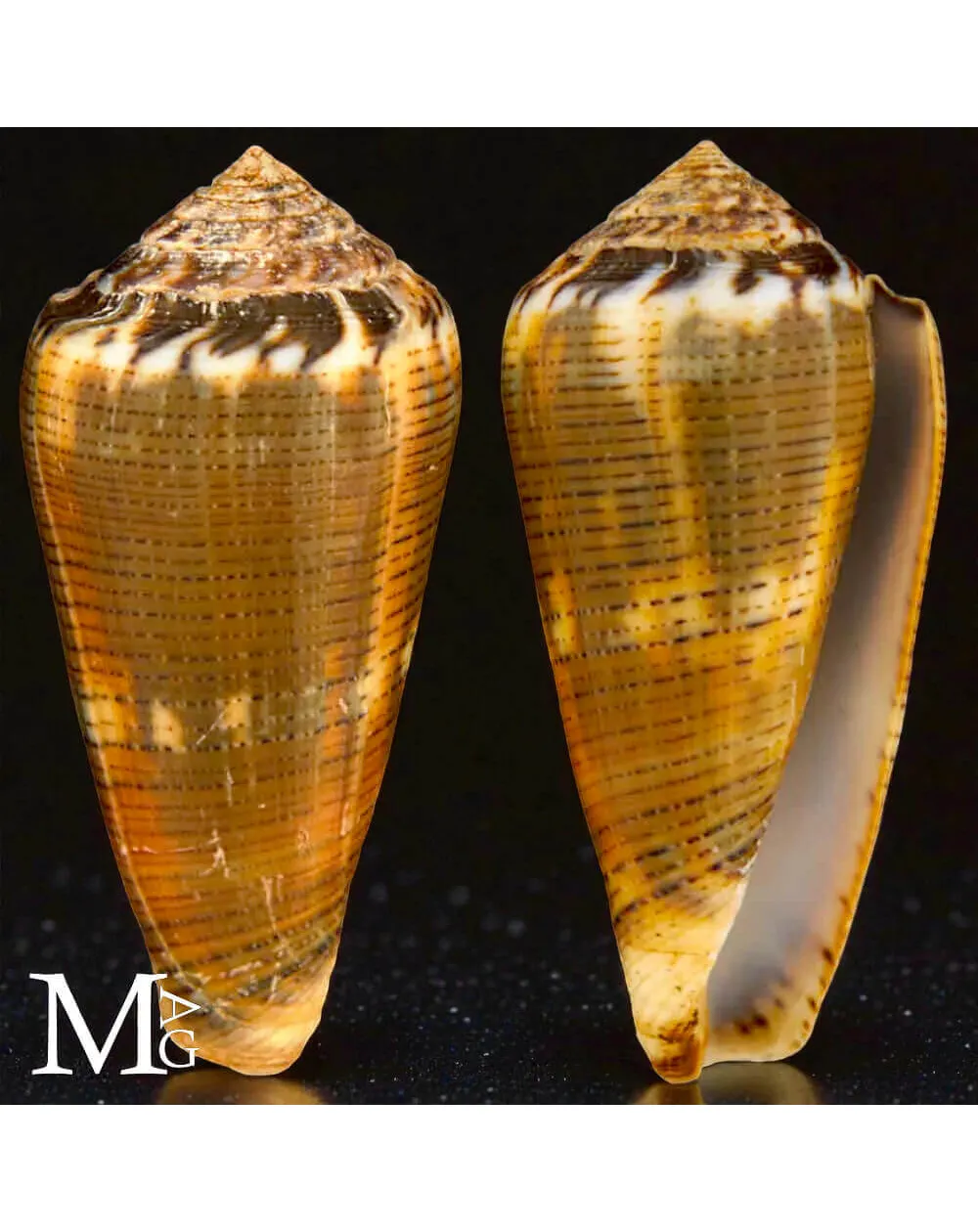 Conus (Pionoconus) Magus f. Circae