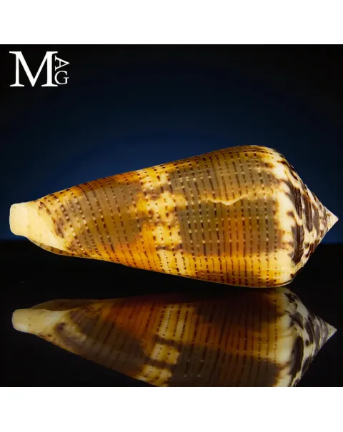 Conus Magus (var.) Circae