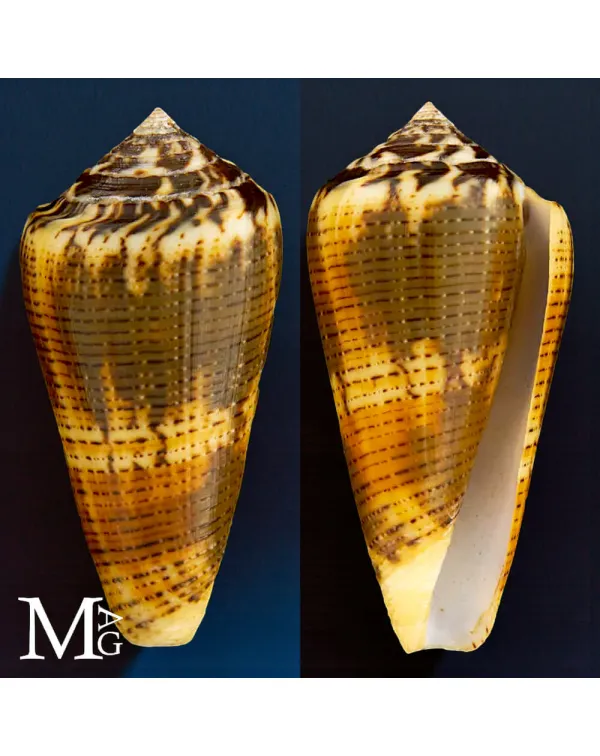 Conus Magus (var.) Circae