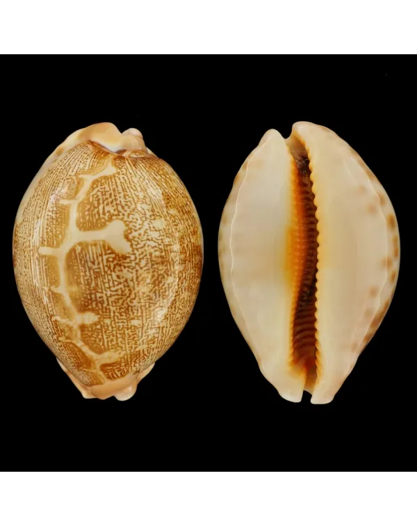 Leporicypraea Mappa