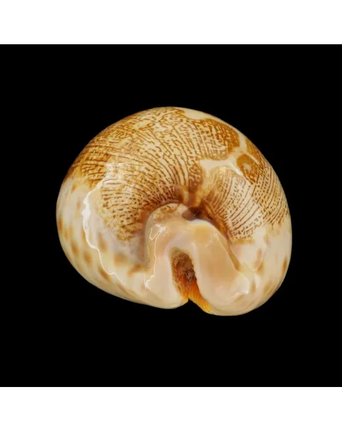 Leporicypraea Mappa