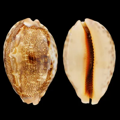 Leporicypraea Mappa