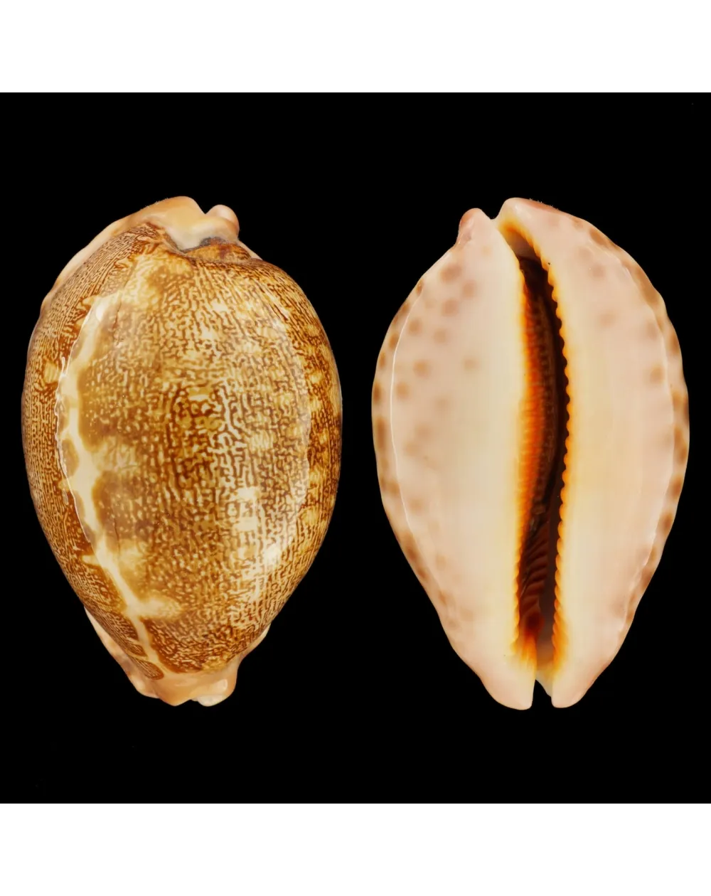 Leporicypraea Mappa