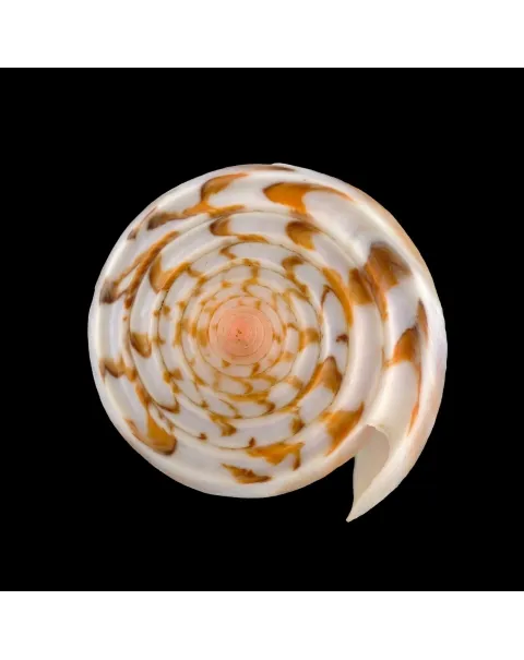 Conus Gubernator