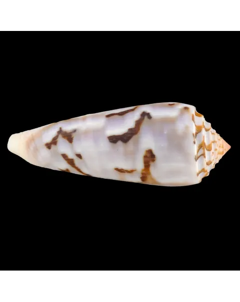 Conus Gubernator