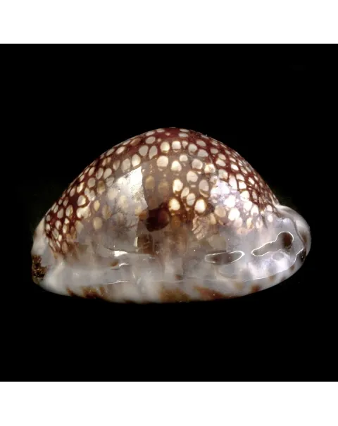 Cypraea Maculifera