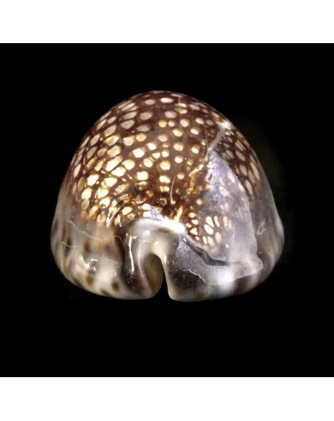 Cypraea Maculifera