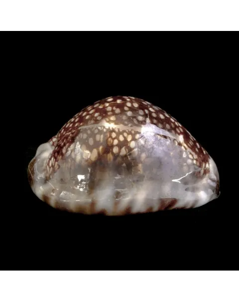 Cypraea Maculifera