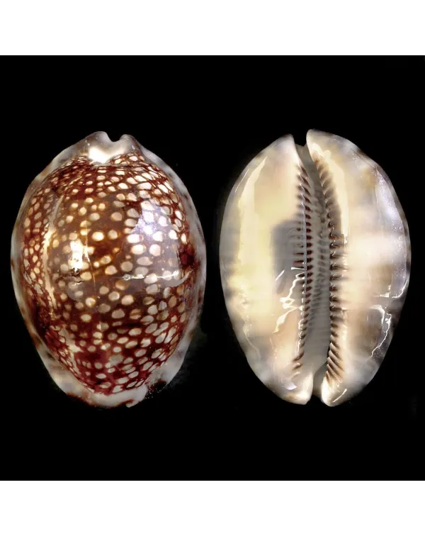 Cypraea Maculifera