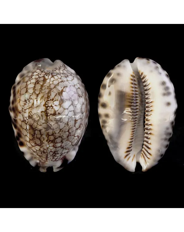 Cypraea Maculifera