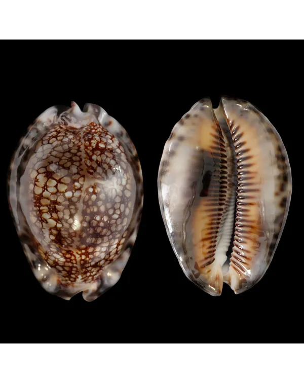 Mauritia Maculifera