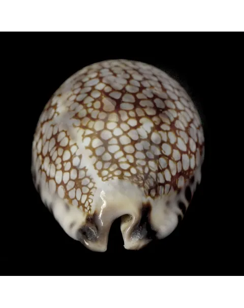 Mauritia Histrio