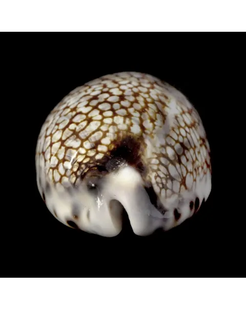 Mauritia Histrio