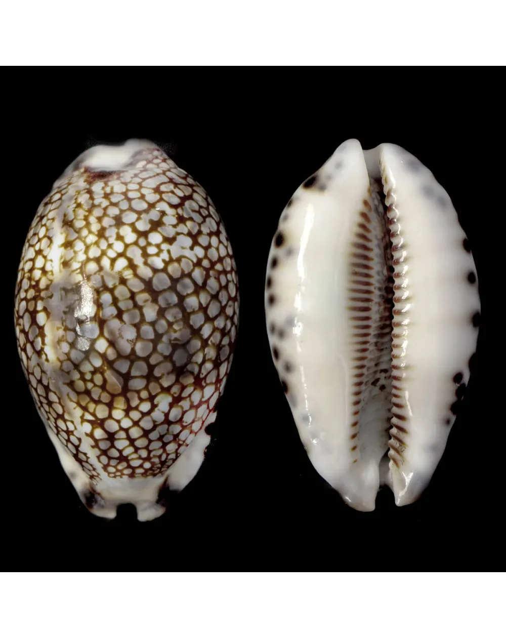 Mauritia Histrio