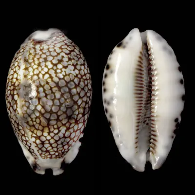 Mauritia Histrio