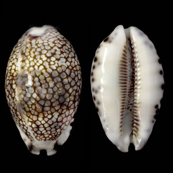Mauritia Histrio