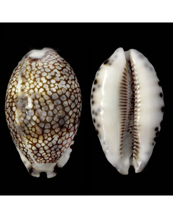 Mauritia Histrio