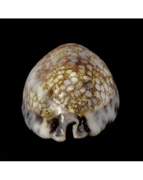 Mauritia Histrio XL